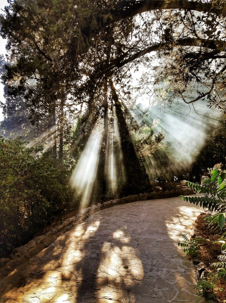 brown pathway between green trees during daytime